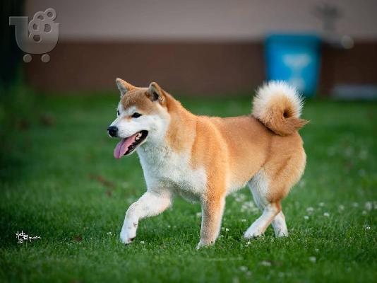 Κουτάβια Shiba Inu